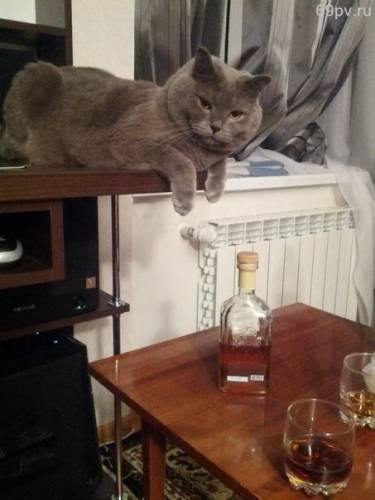 мобимить